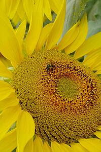 Closeup of a sunflower