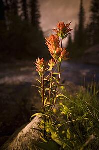 Indian Paintbrush growing wild