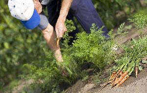 Man pulling carrots out of his garden