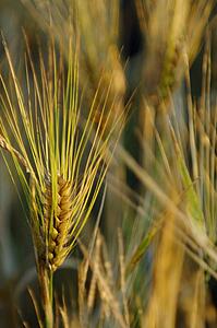 Close up of wheat ready to harvest