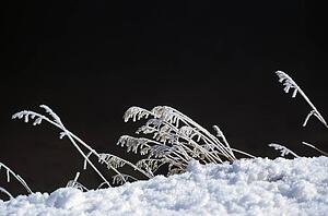 Grass coated in snow