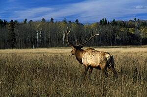 Bull elk 