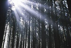 Sunbeams through silhouetted Pine trees
