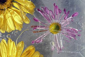 Flower blossoms under ice