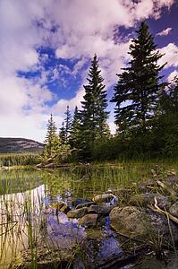 Pond and trees