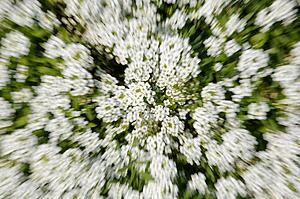 Blurred flowers