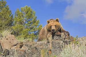 Grizzly bear