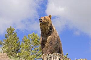 Grizzly bear on cliff