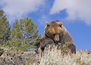 Grizzly bear