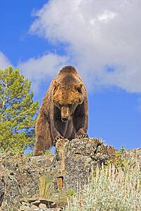 Grizzly bear standing on ridge