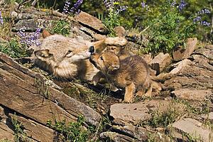 Wolf cubs and mother at den site