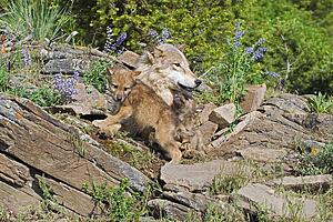 Wolf cubs and mother at den site