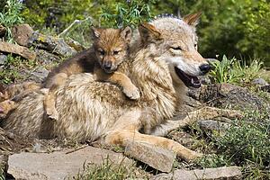 Wolf cubs and mother at den site
