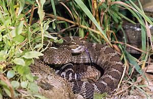 Eastern diamondback rattlesnake