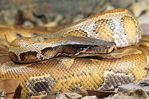 Blood python 