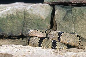 Banded rock rattlesnake coiled