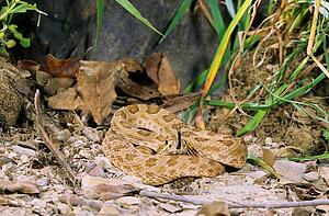 Prairie rattlesnake testing surroundings