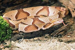 Northern copperhead snake