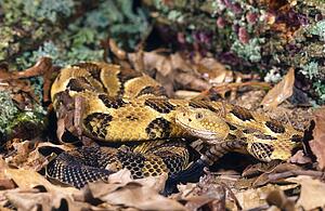 Timber rattlesnake
