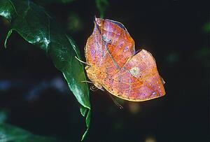 Leafwing butterfly