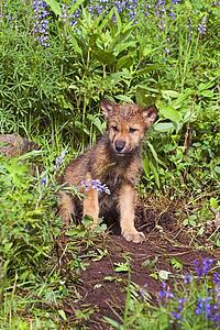 Wolf cub at den