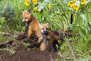 Baby foxes at den site