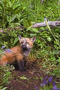 Baby fox at den site