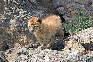 Siberian lynx kit