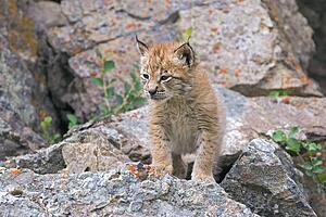 Siberian lynx kit