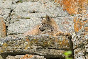 Young Canadian lynx on rock ledge