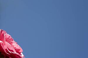 Pink flower against blue sky