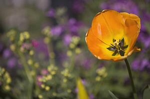 Orange poppy