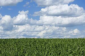 Cornfield