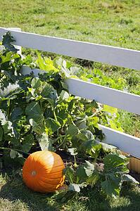 Pumpkin on vine