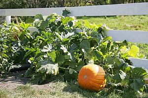 Pumpkin on the vine