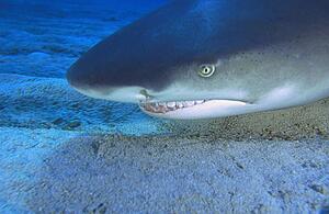 Lemon shark