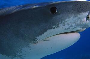 Tiger shark