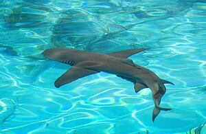 Lemon shark