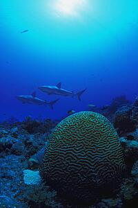 Caribbean reef shark