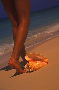 Women's legs and shell