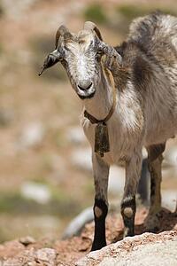 Goat 