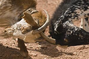 Goats fighting