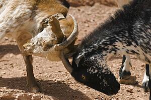 Goats fighting