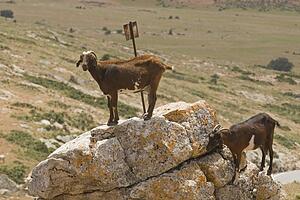 Goats in the wild