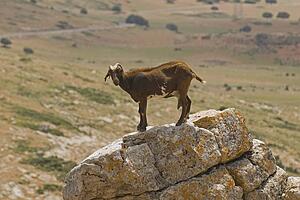 Goat standing on rock