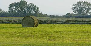 Bale of hay in field