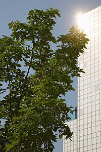Tree in front of office building