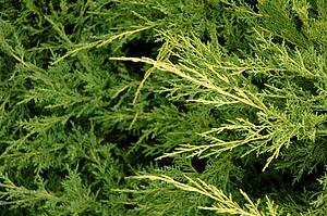 Juniper branches