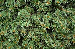Closeup of evergreen branches