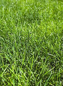 Green grass